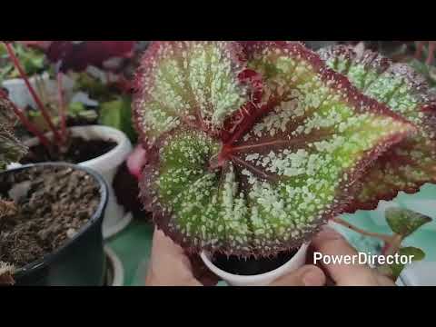 Видео: КАЛЕЙДОСКОП ЛИСТЬЕВ. ОБЗОР БЕГОНИИ,часть2