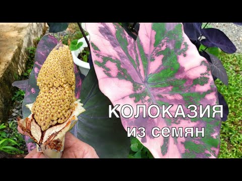 Видео: Как просто вырастить колоказию из семян