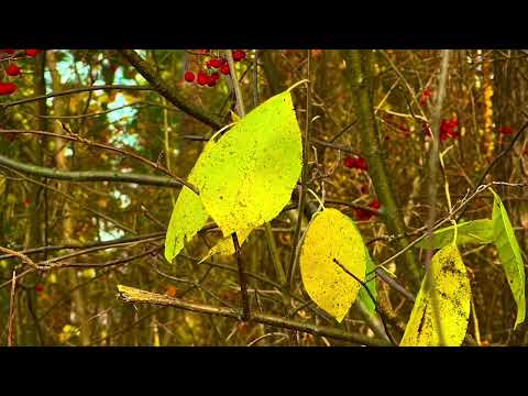 Видео: Осенний лес , окрестности города Асбеста, Урал 🌳🏞🌲🍁🍃🍂