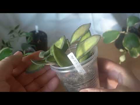 Видео: ХОЙЯ. Обзор моей мини коллекции.