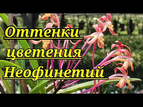 Видео: Разнообразные оттенки цветения НЕОФИНЕТИЙ. Обзор теплицы.당진풍란농장.