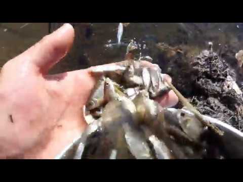 Видео: Спасение рыбы из лужи! Много карася Часть 2