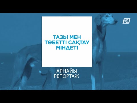 Видео: Тазы мен төбетті сақтау міндеті | Арнайы репортаж