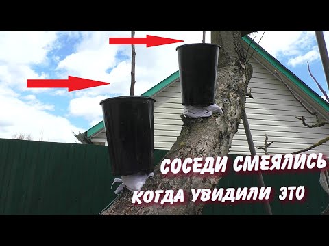 Видео: ПОРАБОТАЛ НЕМНОГО В САДУ ОТВОДКИ ПЛОДОВЫХ ДЕРЕВЬЕВ СУПЕР СПОСОБ ТАК СМОЖЕТ КАЖДЫЙ