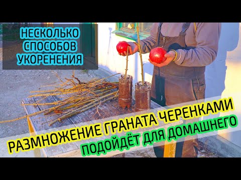 Видео: Размножение граната. Как укоренить черенок граната. Подойдёт для домашнего.