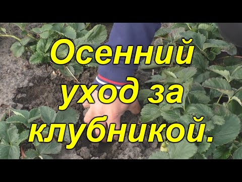 Видео: Уход за клубникой осенью.