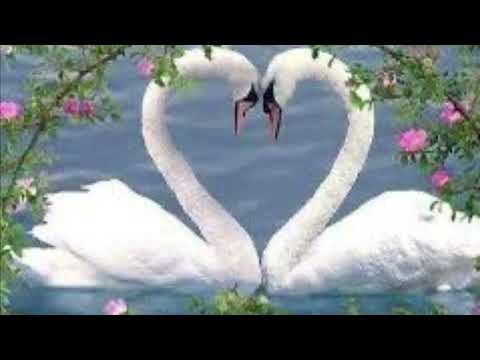 Видео: ZORO - ЛЕБЕДИНАЯ ВЕРНОСТЬ