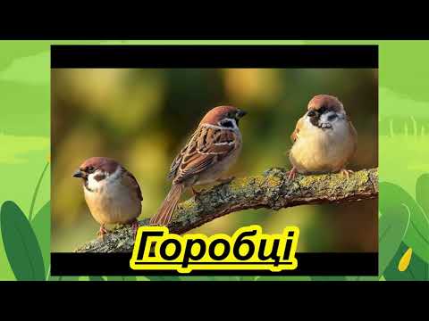 Видео: “Птахи”презентація