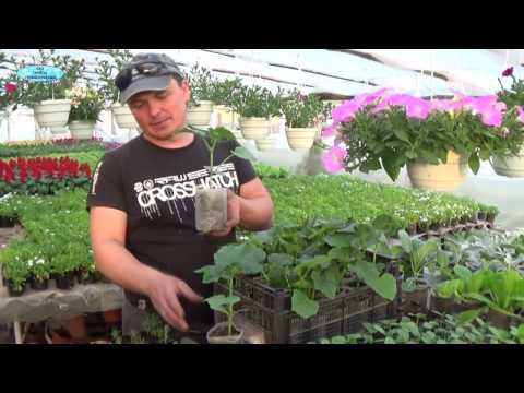 Видео: ОГУРЦЫ-ВЫРАЩИВАНИЕ КАЧЕСТВЕННОЙ РАССАДЫ!