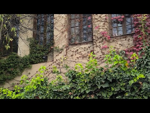 Видео: Сварщик по жизни по дорого на работу в Тбилиси в прямом эфире!