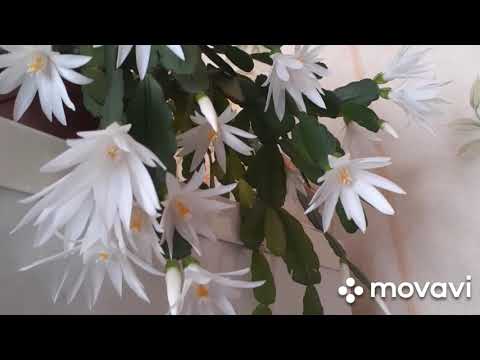 Видео: РИПСАЛИДОПСИС!!! ВЕК ЖИВИ-ВЕК УЧИСЬ!