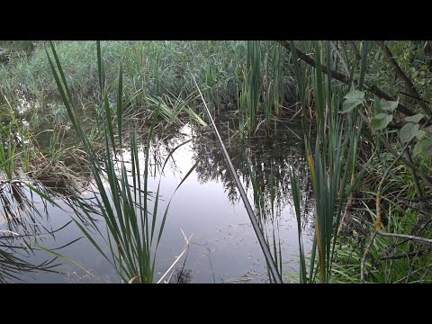 Видео: Незнайомий ставок і риба тут є...