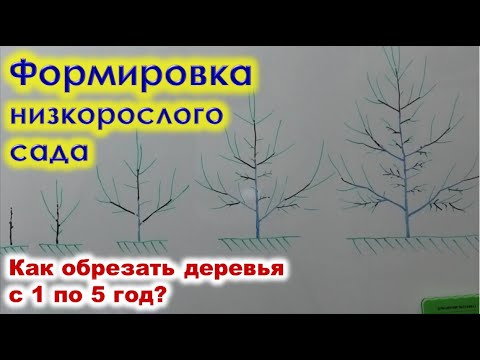 Видео: Как формировать НИЗКОРОСЛЫЙ САД