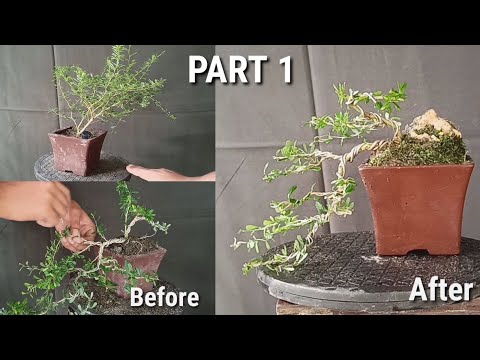 Видео: Как обматывать бонсай проволокой (основы), часть 1