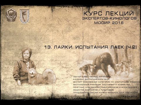 Видео: Лекция 13. Лайки. Испытания лаек. Ч.2 (Курсы экспертов-кинологов МООиР 2016)
