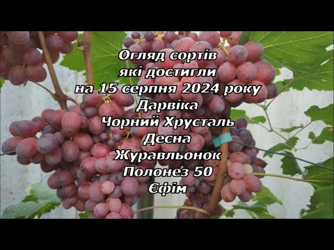 Видео: Огляд сортів які достигли на 15 серпня 2024 р. частина-2