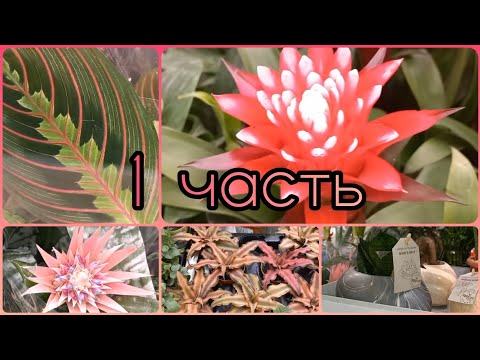 Видео: 1 часть🌸Леруа Мерлен🌱Липецк🌸Сансевиерии🌱Криптантусы🌸Алоказии🌱Сингониумы🌱Бегонии🌸Бальзамины🌱Кактусы
