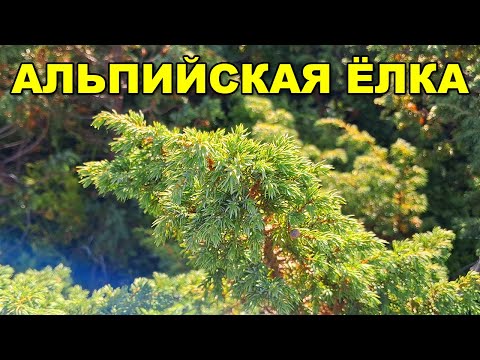 Видео: АЛЬПИЙСКАЯ ЁЛКА | НОЧНОЙ КОШМАР УКЛОНИСТА!!!