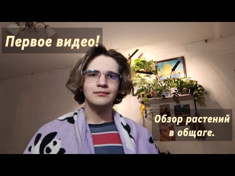 Видео: ПЕРВОЕ ВИДЕО / Обзор растений в общежитии