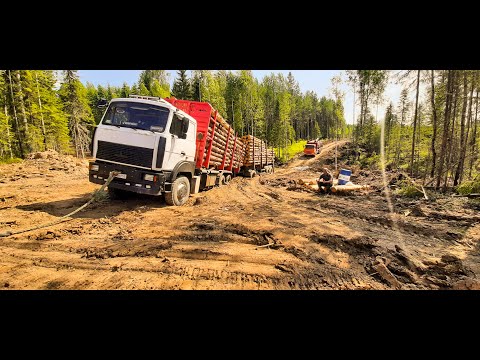 Видео: Всё как обычно. Ничего не меняется! #маз #лесовоз