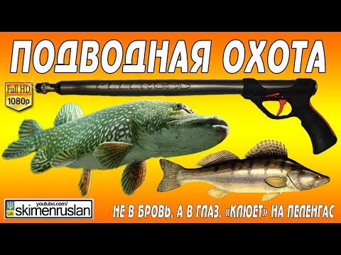 Видео: Не в бровь, а в глаз, "клюёт" на Пеленгас
