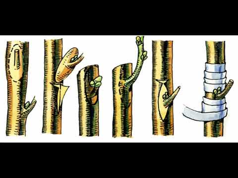 Видео: Щеплення груші на яблуню, чи можна прищеплювати навесні і як правильно прищепити