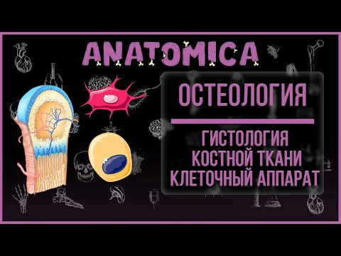 Видео: Гистология костной ткани / Клетки костной ткани / Остеология