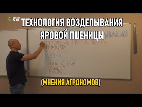 Видео: Технология возделывания яровой пшеницы