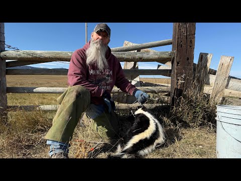 Видео: Эпизод 8 LBL Пятничная пукающая белка! ￼#горныелюди #странникдикойприроды #охотникнакойотов #скунс