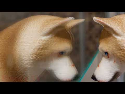 Видео: Клип Schleich "Мальчики не плачут"