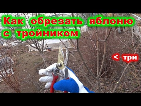 Видео: ОБРЕЗКА ЯБЛОНИ с тройником в кроне. Не стандартный вариант.