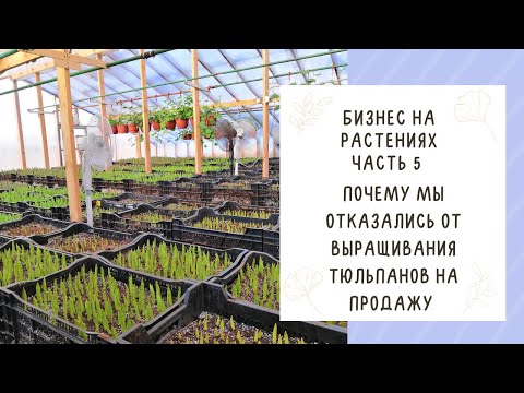 Видео: ПЛЮСЫ И МИНУСЫ ВЫРАЩИВАНИЯ ТЮЛЬПАНОВ НА ПРОДАЖУ!