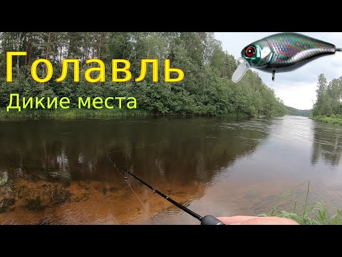 Видео: За голавлем в дикие места. 1 часть