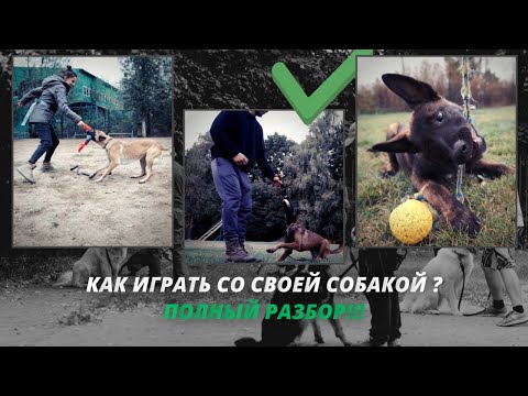 Видео: Я спросил профессиональных дрессировщиков о том, как играть с собакой и вот что они сказали