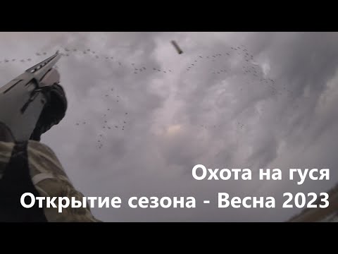 Видео: Охота на гуся - Открытие сезона Весна 2023