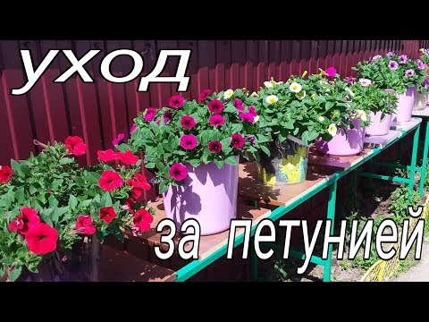 Видео: Уход за петунией💐