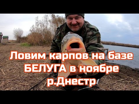 Видео: Ловим карпов на базе "БЕЛУГА" в старом порту ,в ноябре ДНЕСТР.