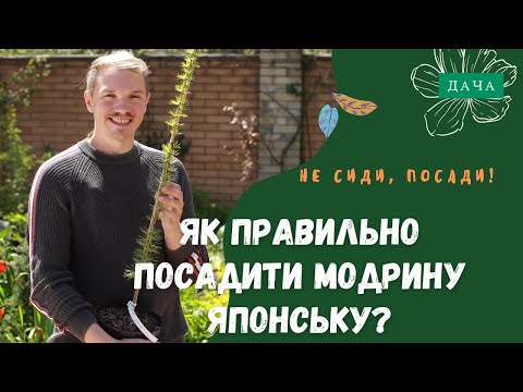 Видео: Як Правильно Посадити Модрину Японську? Догляд за Модриною.