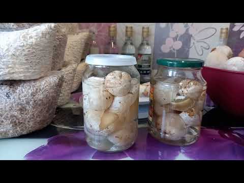 Видео: Как делать Настойку Веселки!!!/How to make Veselka Mushroom Tincture!!!