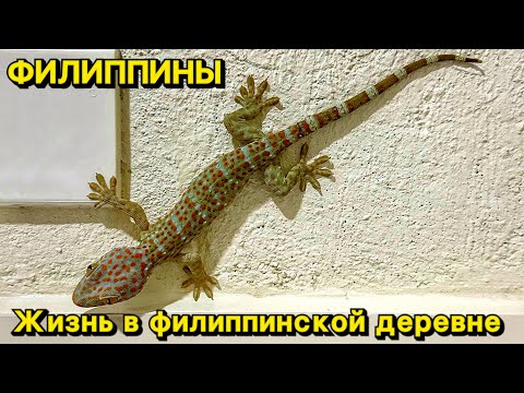 Видео: Жизнь в филиппинской деревне | Панглао | Бохол | Филиппины 2023