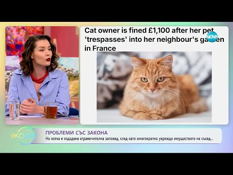Видео: На котка е издадена ограничителна заповед, след увреждане на имущество - „На кафе“ (12.11.2025)
