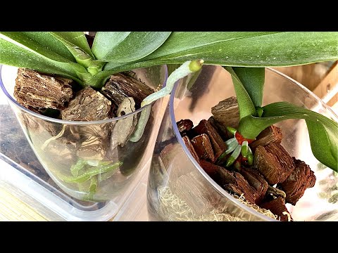 Видео: СЛАБЫМ ОРХИДЕЯМ ускоряем обмен веществ для роста корней орхидей и листьев