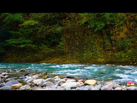 Видео: Приятные звуки горной реки, шум воды, пение птиц, для релакса