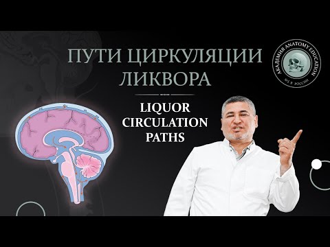 Видео: Пути циркуляции ликвора  Liquor circulation paths 1