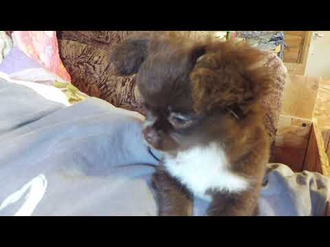 Видео: ЧЕМ КОРМИТЬ Щенков породы ЧИХУАХУА в возрасте 1 мес/ купить щенка в питомнике РКФ Мари Мистик продаю