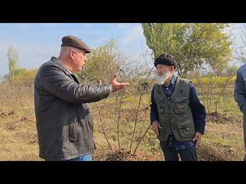 Видео: Маслиҳат ва тавсияҳои бобои Карим оиди анорпарварӣ ва дуои пири кор.