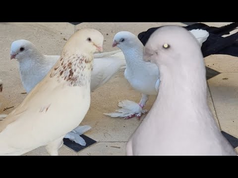 Видео: Голуби!Бухарские Бойные голуби,От Азим ака,Pigeons!Bukhara Slaughterhouse Pigeons, From Azim!!!