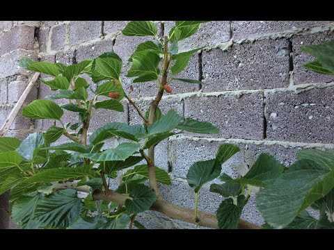 Видео: Компактная шелковица в моем саду. Формирование и обрезка весной.