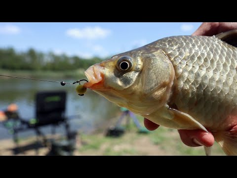 Видео: Карась на Pop-Up рыбалка на флэт-фидер