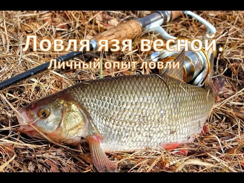 Видео: Ловля язя весной. (Личный опыт ловли)